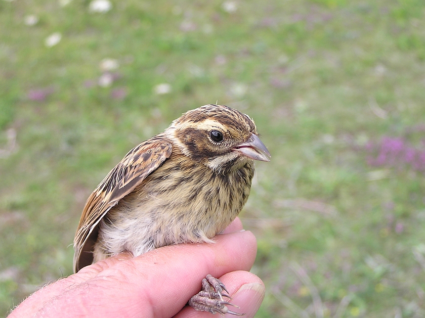 Common Reed Bunting, Sundre 20050729